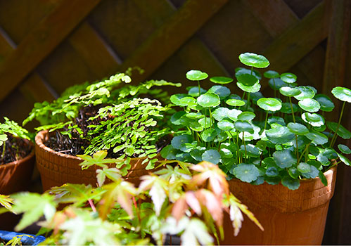 庭園植物全般の維持管理作業