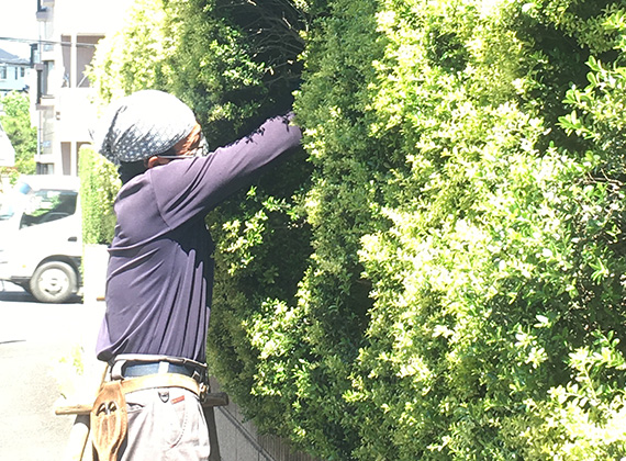 お客様の庭園樹木剪定作業