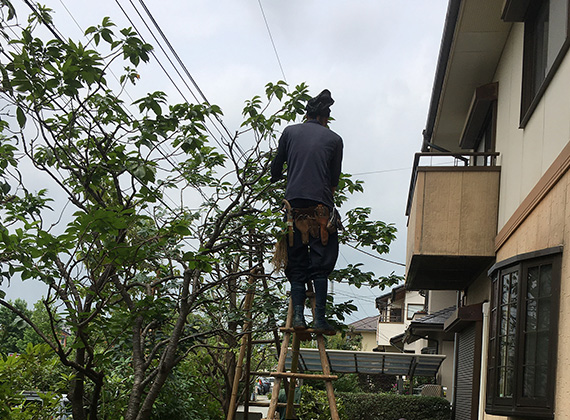 お客様の庭園樹木剪定作業