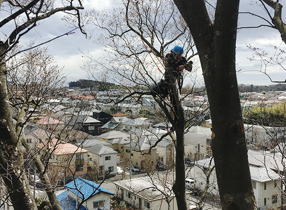 銘木の剪定作業