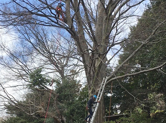 銘木の剪定作業