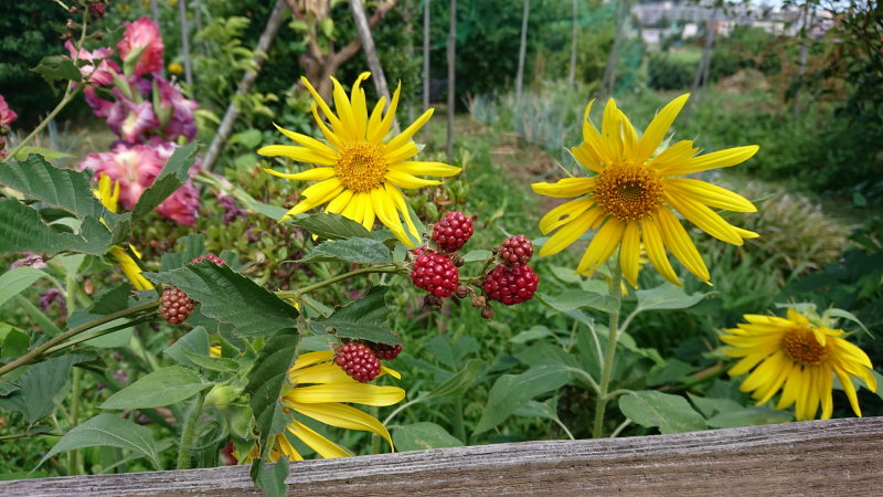土壌試験場夏のお花たち