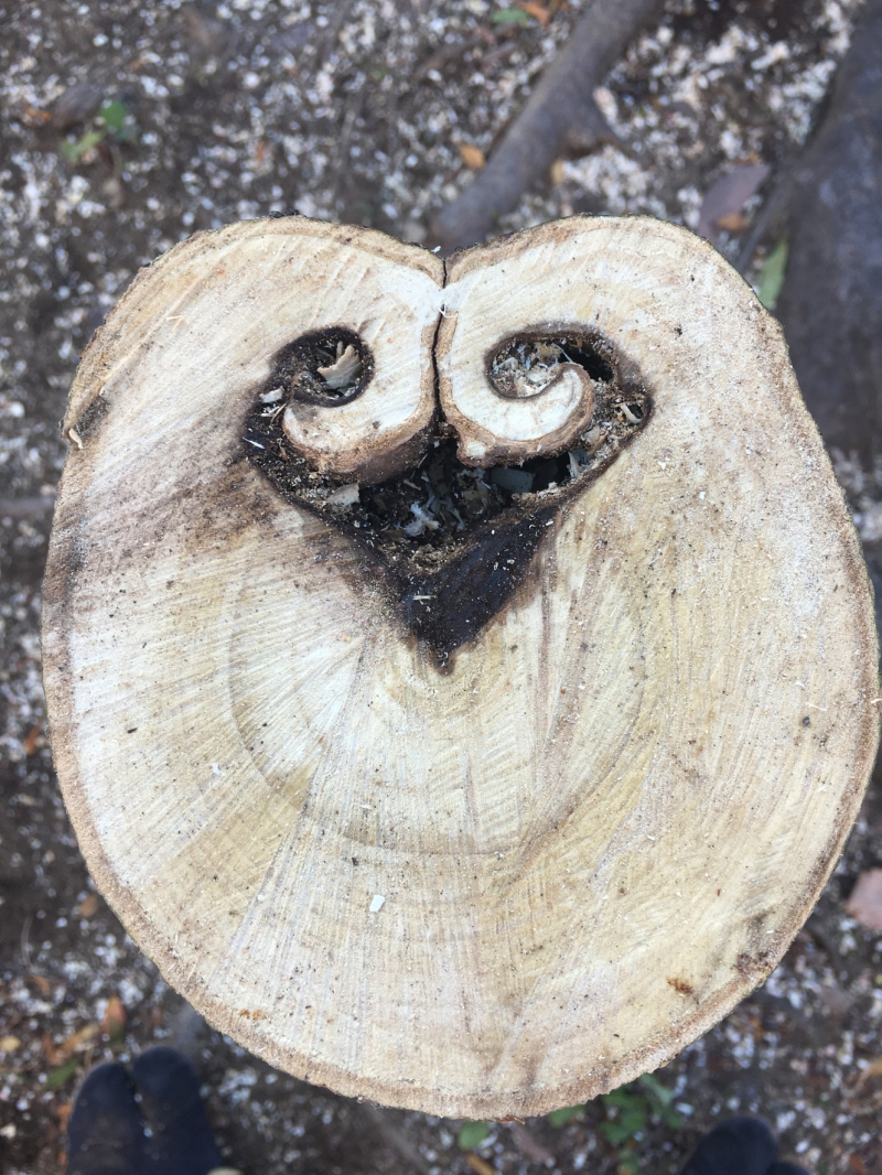 ハートの形の不思議な切り株