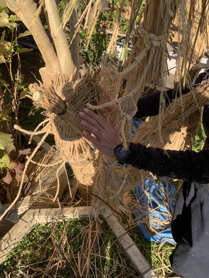 藁ぼっちの設営