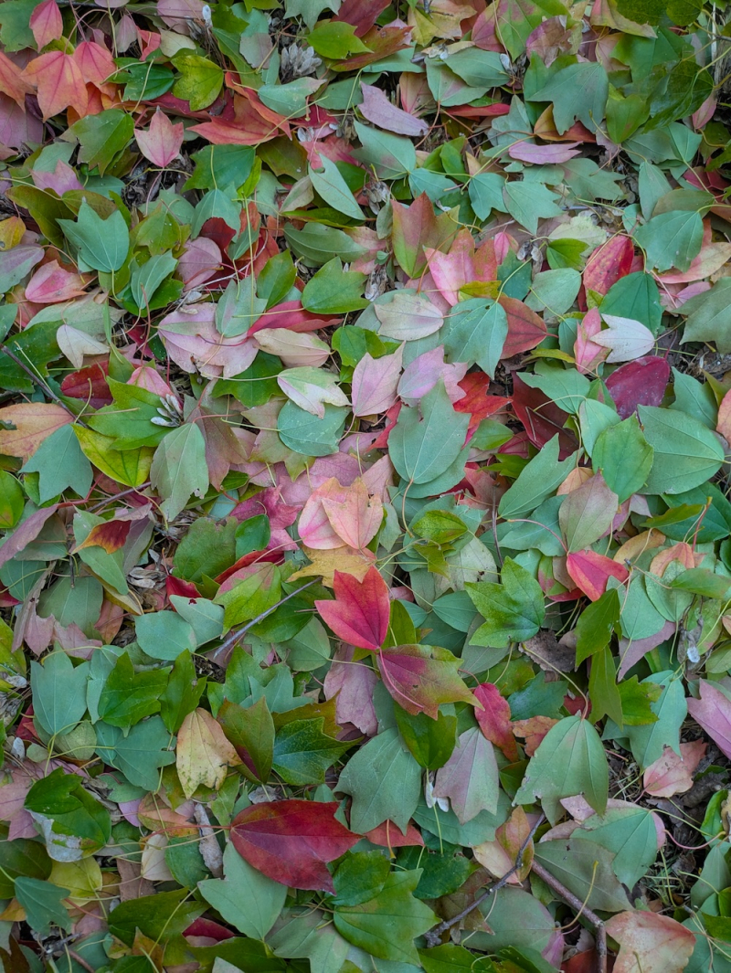 トウカエデ剪定後の地面