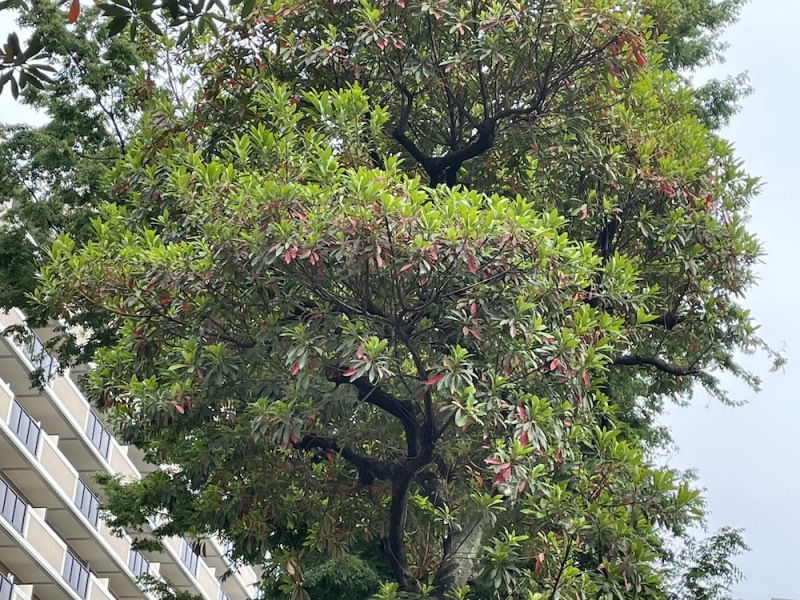 九州でよく見るホルトノキ