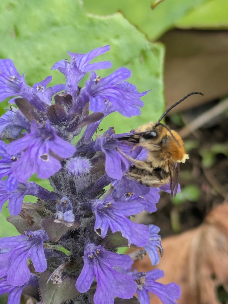 アジュガの花にマルハナバチが
