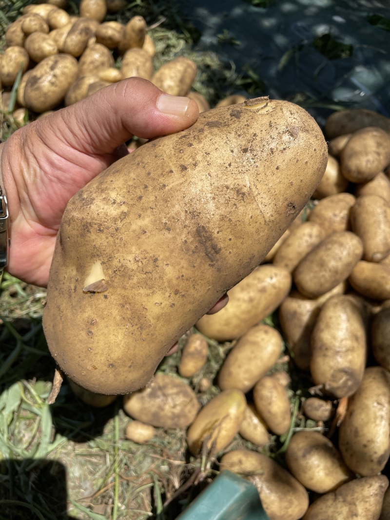 じゃがいも大きく育ったよ